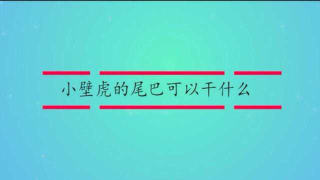 小壁虎的尾巴可以干什么