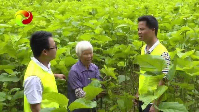 桑蚕养殖合作社助农增收