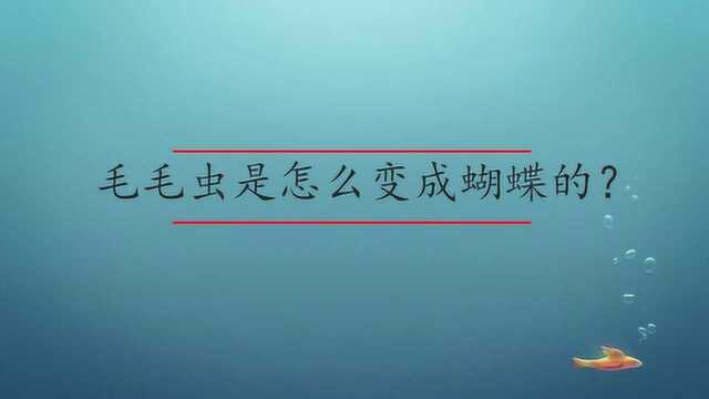 毛毛虫是怎么变成蝴蝶的?