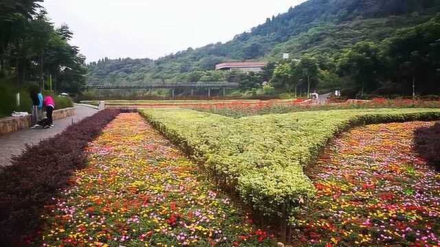 湖北宜昌磨基山的夏日景色真美!绿树成荫 青草依依