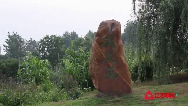 走进淮安金湖景区——荷花荡,7月荷花随手拍