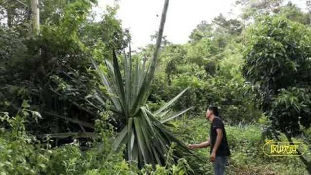 这棵剑麻有八米多高,是一种经济价值非常高的纤维植物