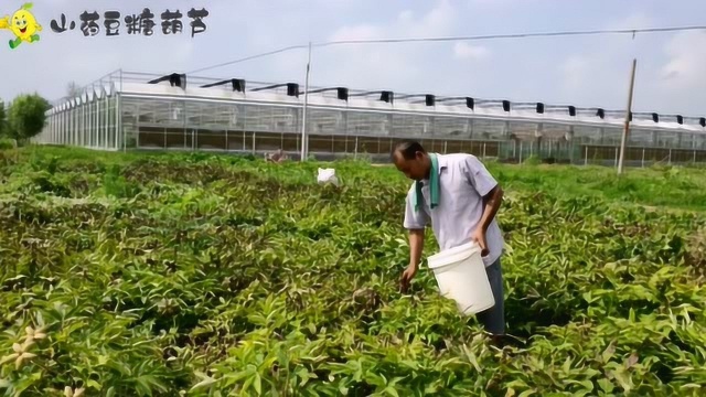 菏泽老舅种植油用牡丹,本来说10元一斤收购,卖的时候只给5毛