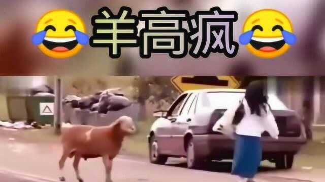 这只羊的名字你们来取