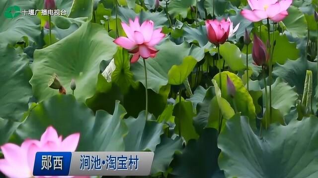 郧西:涧池ⷦ𗘥‘