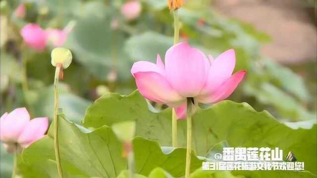 番禺莲花山,一个仙气满满的地方