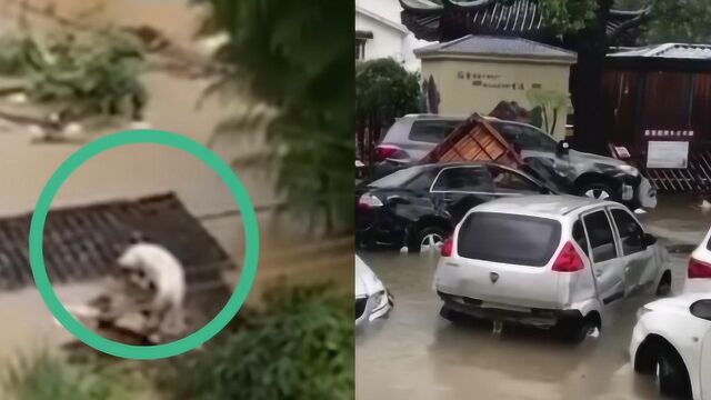 “利奇马”直扑温州 路面一片汪洋 猪站房顶落脚、汽车满街漂