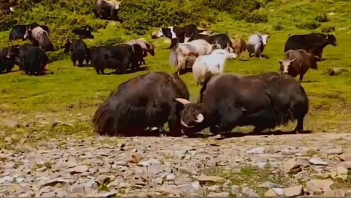 Thumbplayer Poster Plugin Image