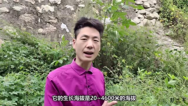 小伙给大家介绍拉拉藤途中,偶遇“火腿肠”植物,它是什么呢