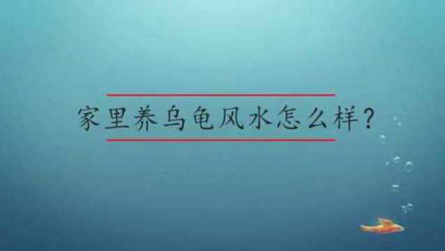 家里养乌龟风水怎么样?