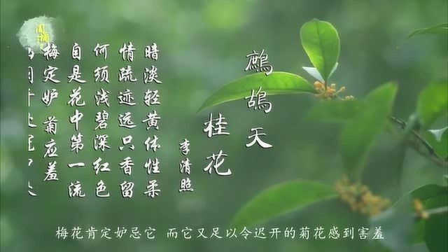 李清照 鹧鸪天 桂花 何须浅碧深红色 自是花中第一流