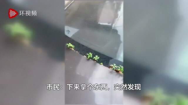 武汉市民:车上长草liao……