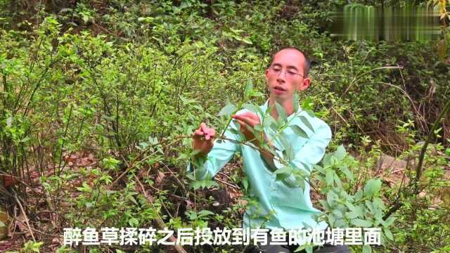 “醉鱼草”认识吗有着麻醉活鱼的功效,用途与价值了解下