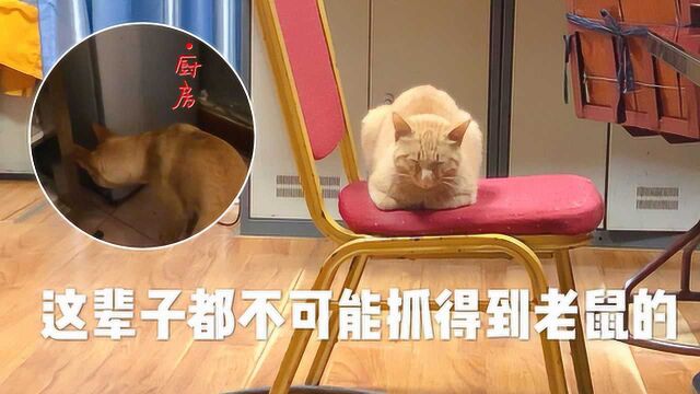 田园犬在厨房卖力抓老鼠,橘猫却冷眼旁观呼呼睡去,是只假猫?