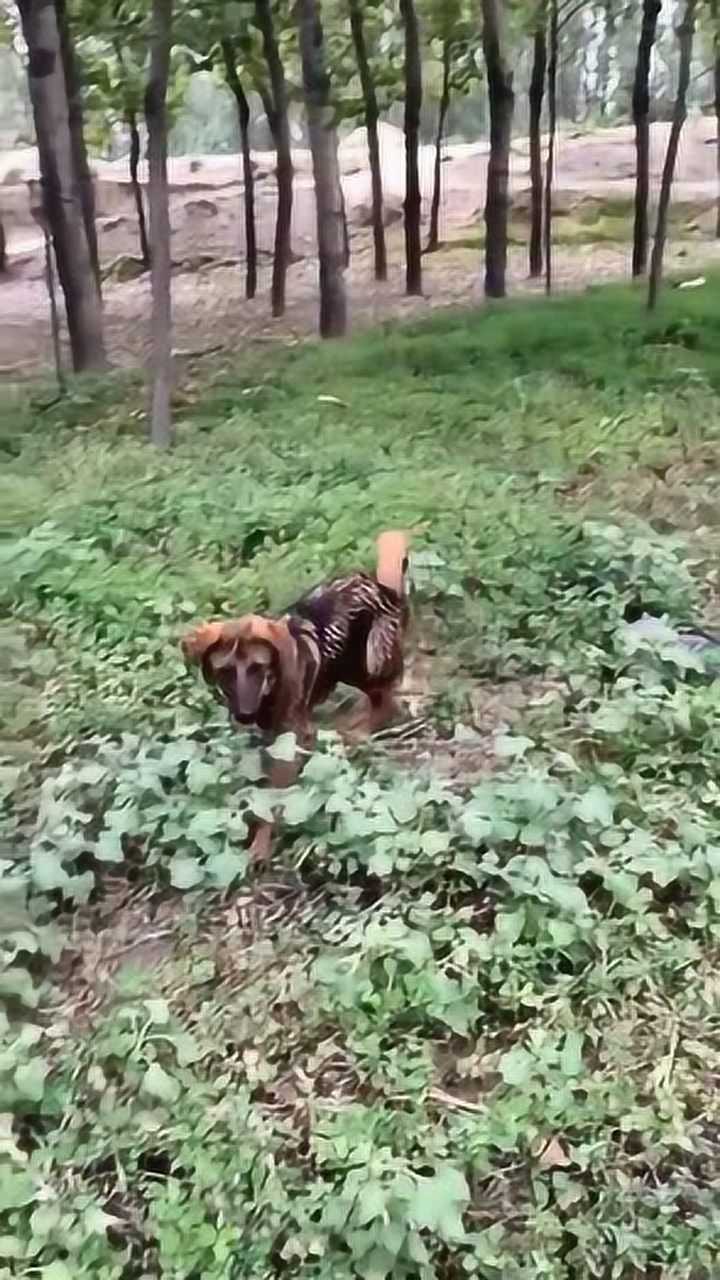 北方的中华田园犬太行犬也叫北方大笨狗在中国有三千年历史