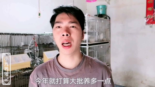 小光养殖:把以前养殖猫笼三层旧笼子改装成六位鸽子笼