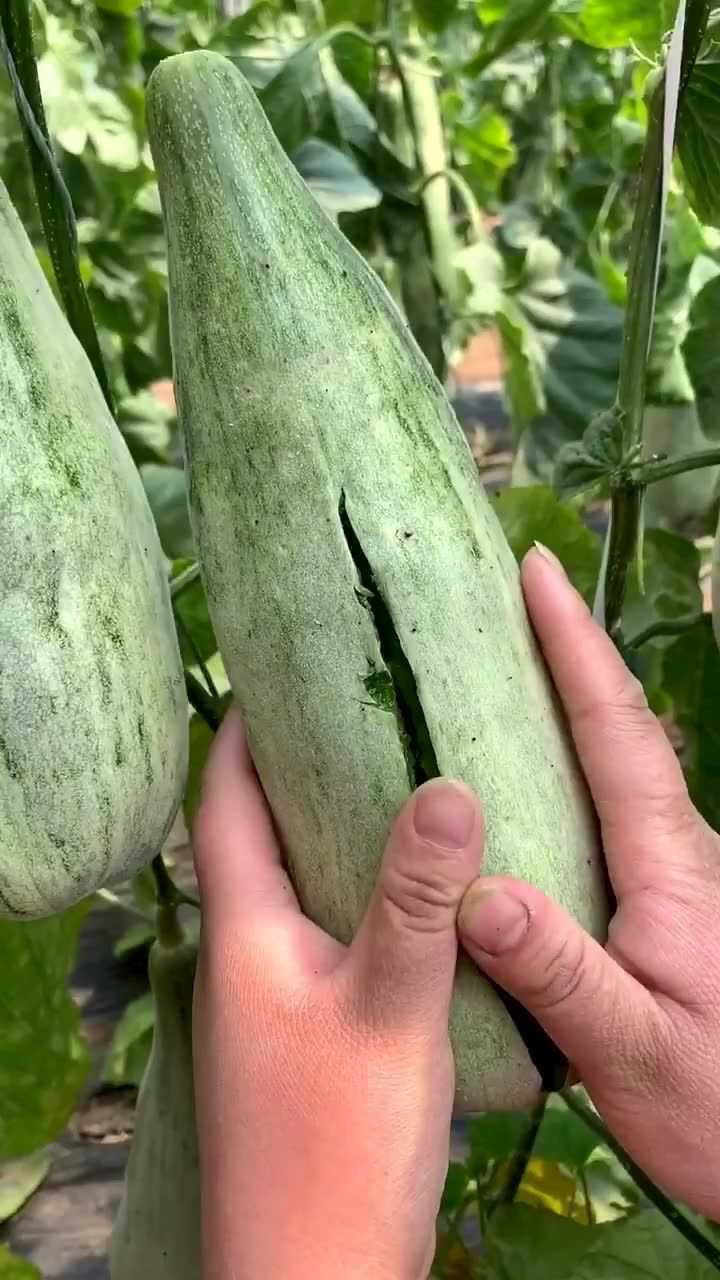 羊角蜜甜瓜