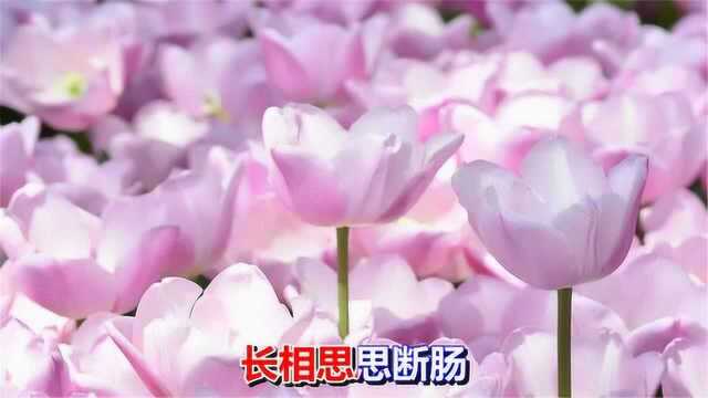 一首网络情歌《今生无法把你拥抱》