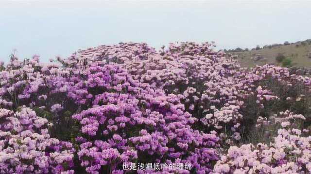 德昌杜鹃花盛开—胜似仙境 却在人间