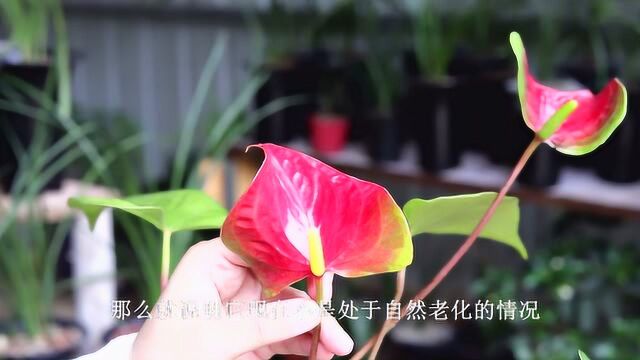 这样养的红掌,花朵容易“变绿”