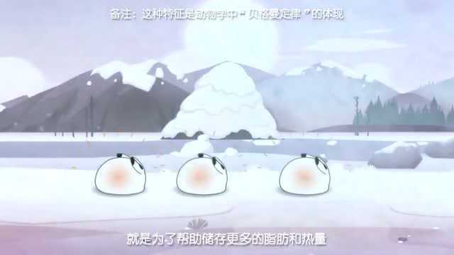 北极兔,冰雪王者风范!