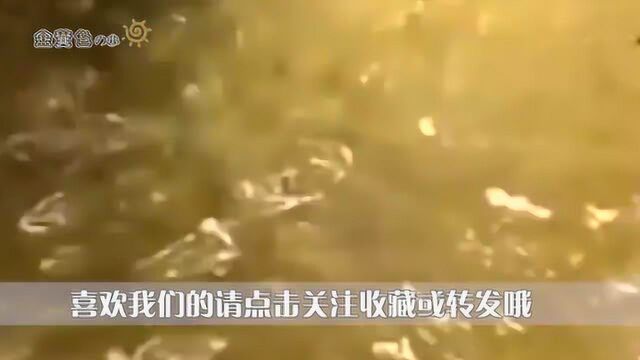 糖尿病不可缺少的3种营养素,平稳血糖远离并发症,可别忘了吃!