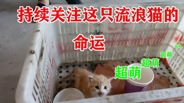 被遗弃的猫咪:自媒体炒作的工具,还是被好心人收养?