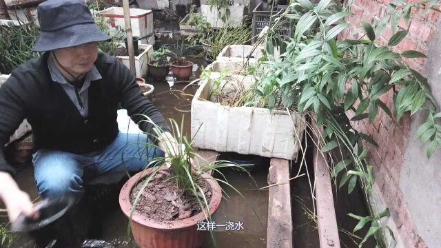 养花第11天:简单粗暴地养一盆兰花,附带植料介绍和种植注意事项