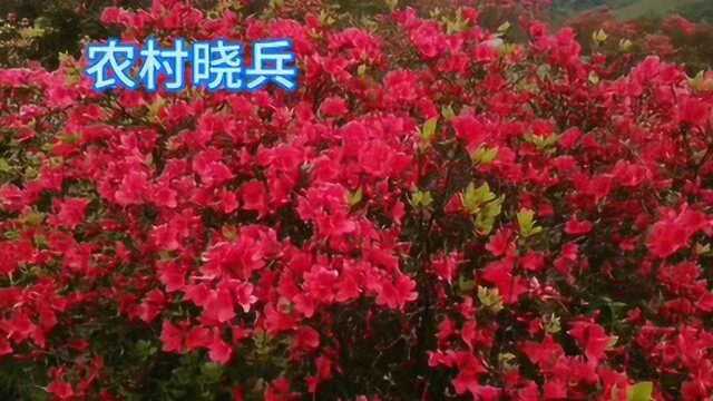 贵州丹寨龙泉山杜鹃花开了