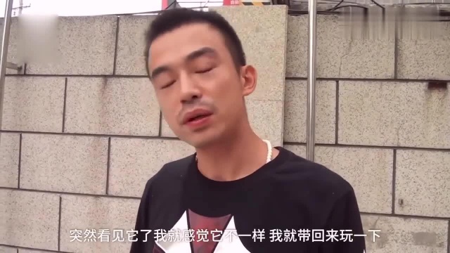 武汉小伙带熊猫狐逛街,引众人围观,通人性什么都吃