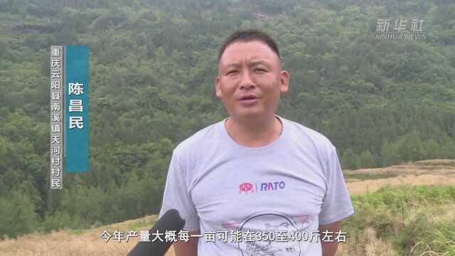 重庆云阳:自主改造农机 助力油菜机械化收割