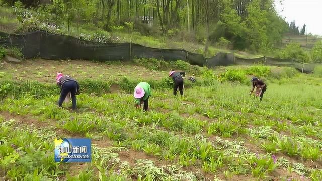 保华镇双桥居委:白芨花开美 铺就致富路