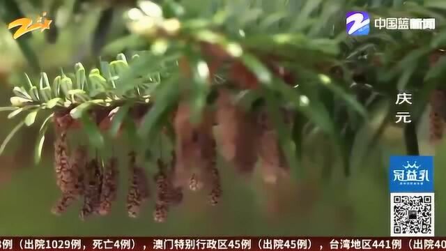 国际生物多样性日 丽水:野生球果萌发 百山祖冷杉又添“新丁”