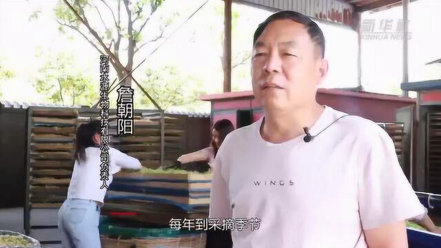 河南渑池:金银花里有“金银”