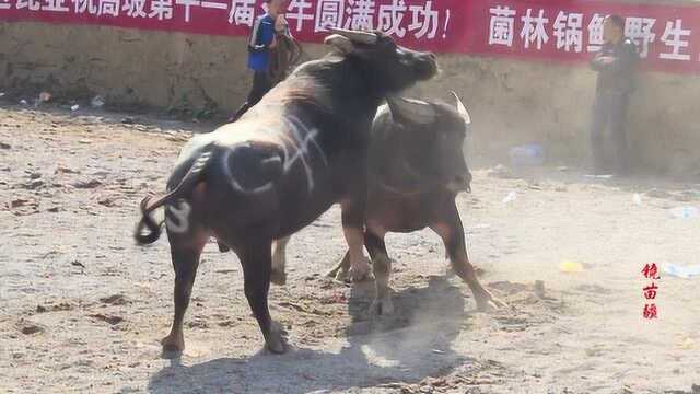 贵阳高坡牛王争霸赛:花孟29号牛王、牛高马大、又是头老抠