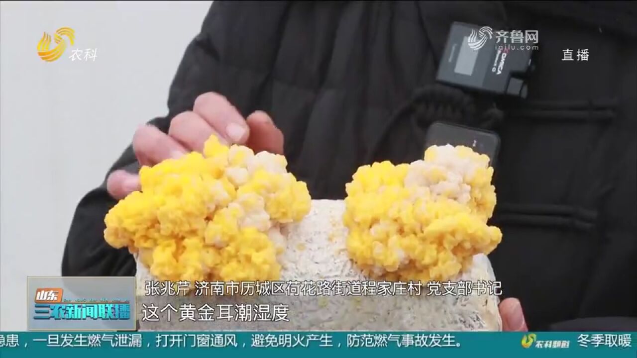 济南历城:科技化水平逐年提高,科技赋能助推食用菌产业健康发展