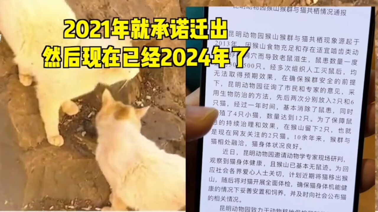 3年前就澄清将猫迁出猴山?400万粉丝博主出招:前后信息不一致,望妥善安置