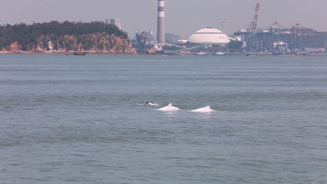 碧海银滩看厦门|给中华白海豚营造一个最舒心的专属家园