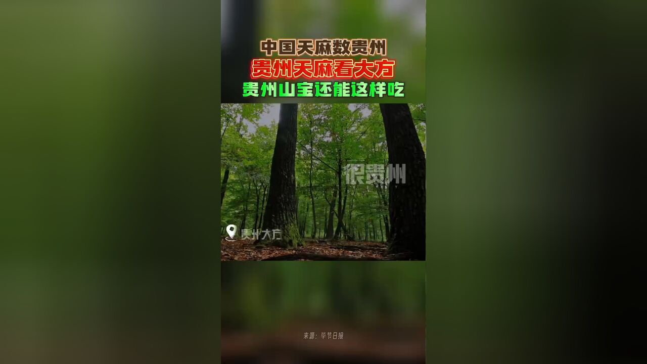 贵州山居|中国天麻数贵州,贵州天麻看大方,贵州山宝还能这样吃