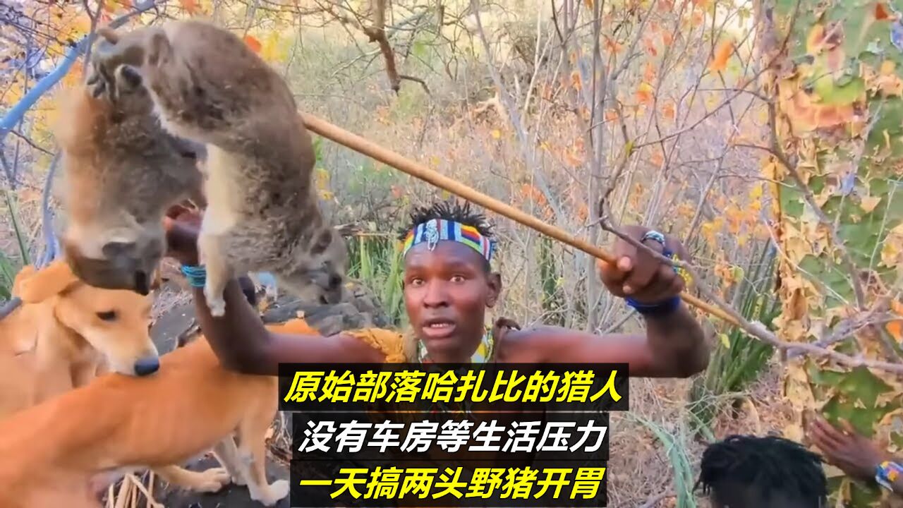 原始部落哈扎比的猎人,没有车房等生活压力,一天搞两头野猪开胃|纪录片