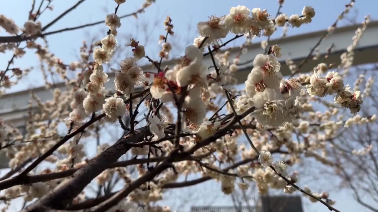 春有约 花不误 初春画卷慢展开