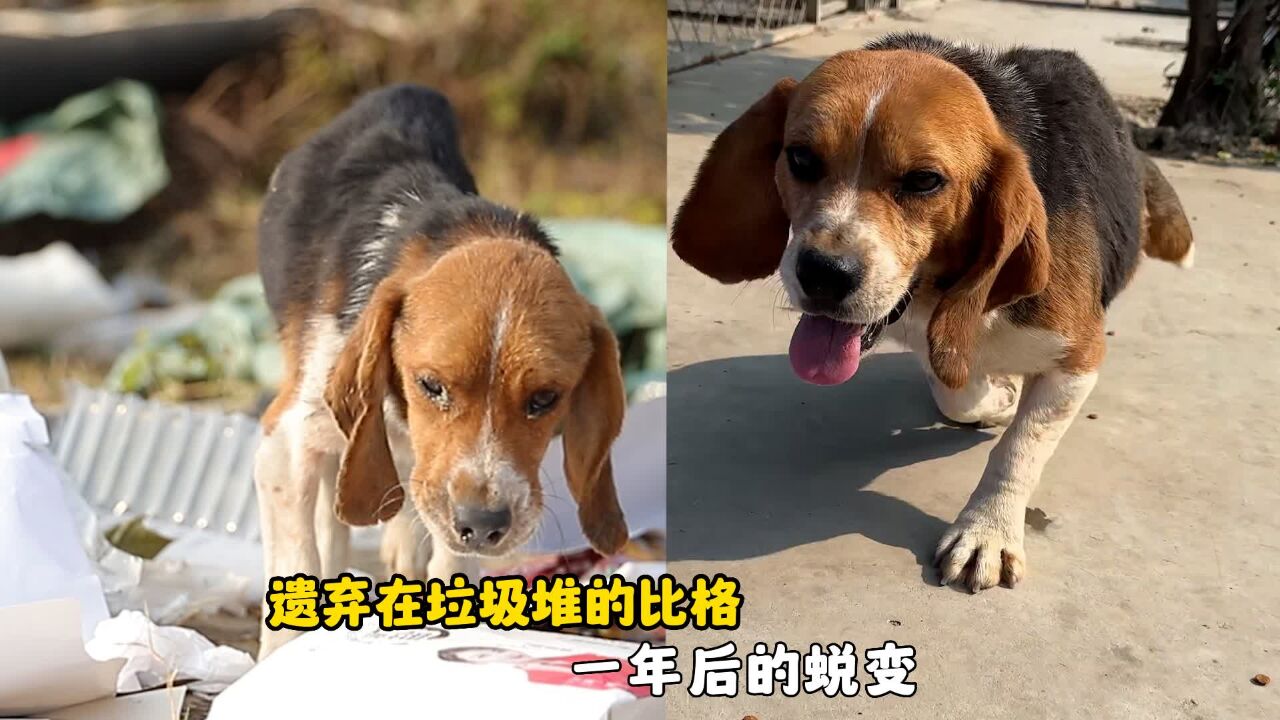 被遗弃在垃圾堆的比格犬,一年后发生了惊人蜕变,网友:太感人了