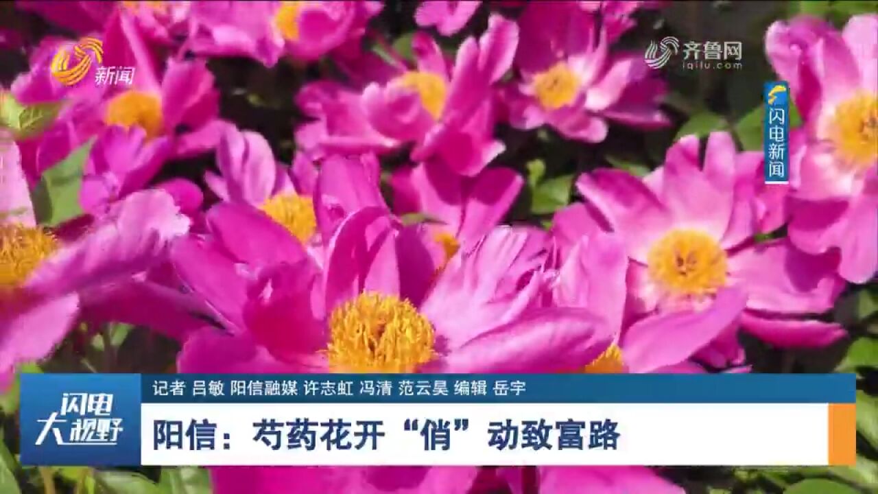 阳信:200亩芍药花竞相盛开,花团锦簇引客来,“俏”动致富路