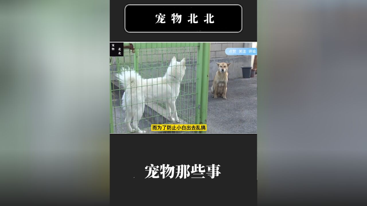 母狗带6只小奶狗上门“认爹”,主人:不可能,它一直关在铁笼里