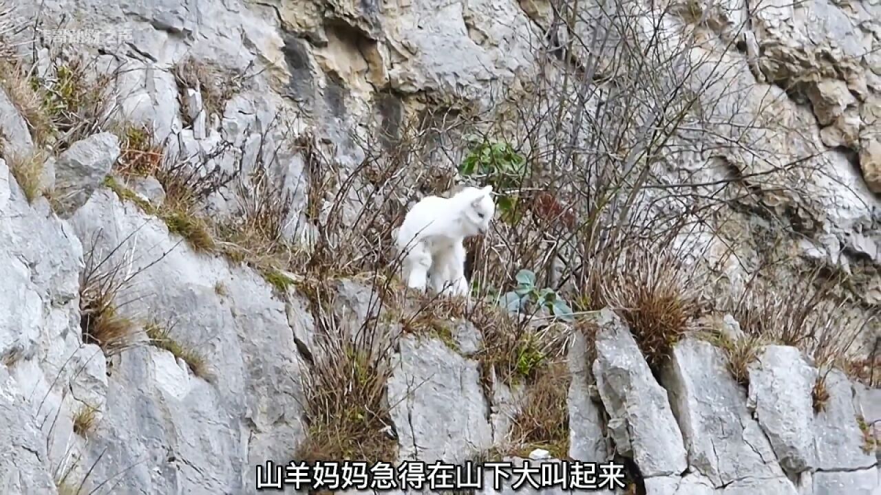 调皮小山羊被困峭壁,获救后遭羊妈妈数落|纪录片