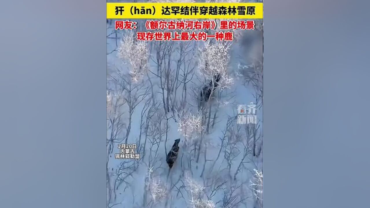 摄影师拍到国家一级保护野生动物 犴达罕结伴穿越森林雪原 网友:《额尔古纳河右岸》里的场景 现存世界上最大的一种鹿