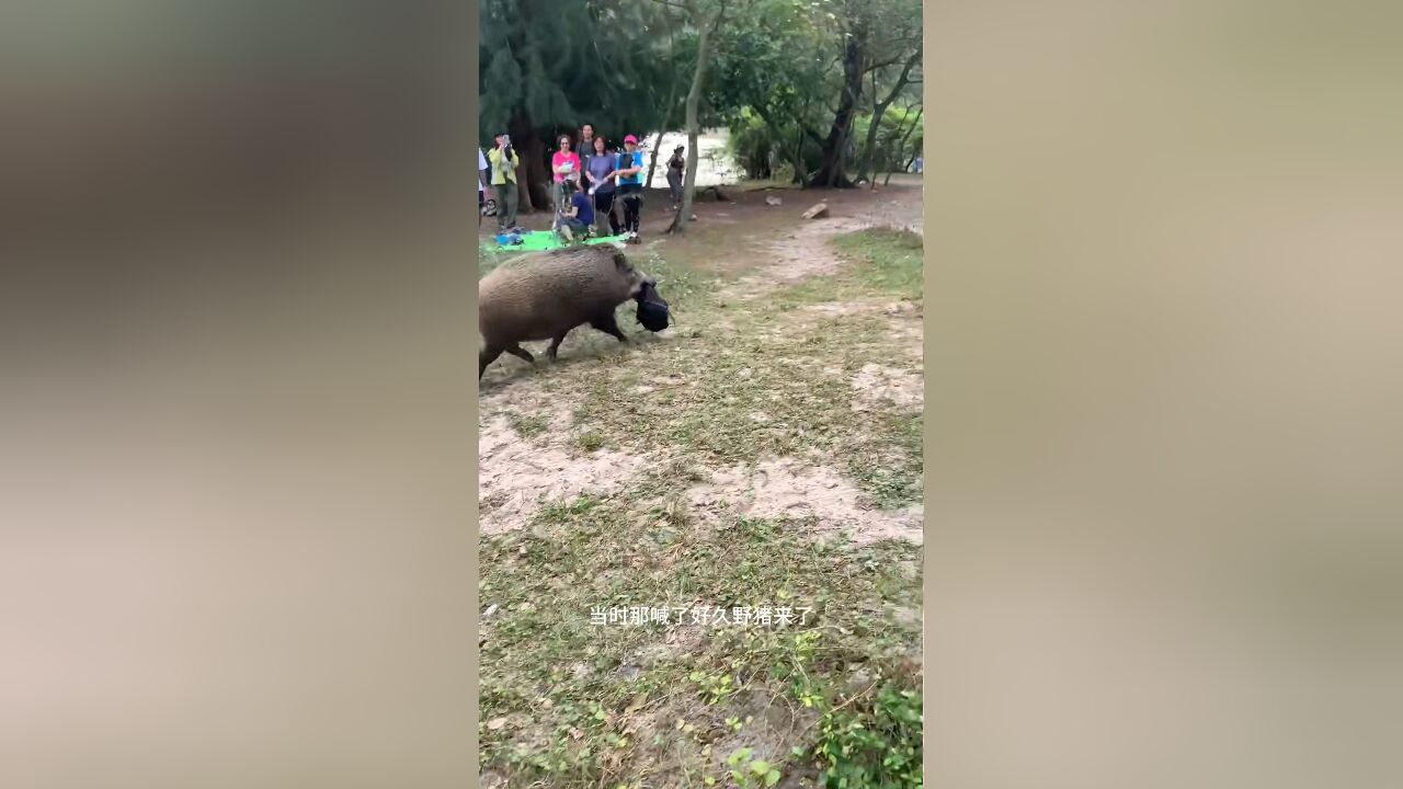 沙滩旁惊现野猪,直接把游客的包叼走