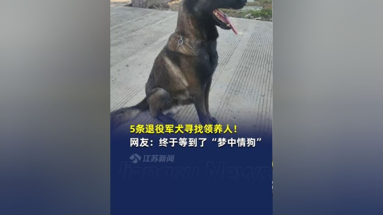 5条退役军犬寻领养人