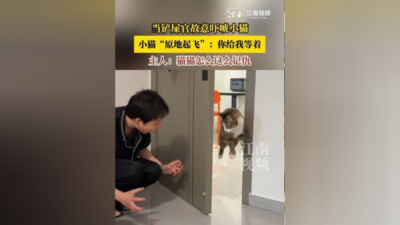 当铲屎官故意吓唬小猫,小猫“原地起飞”:你给我等着,主人:猫猫怎么这么记仇