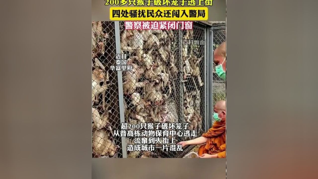 泰国200只猴子集体大闹警局